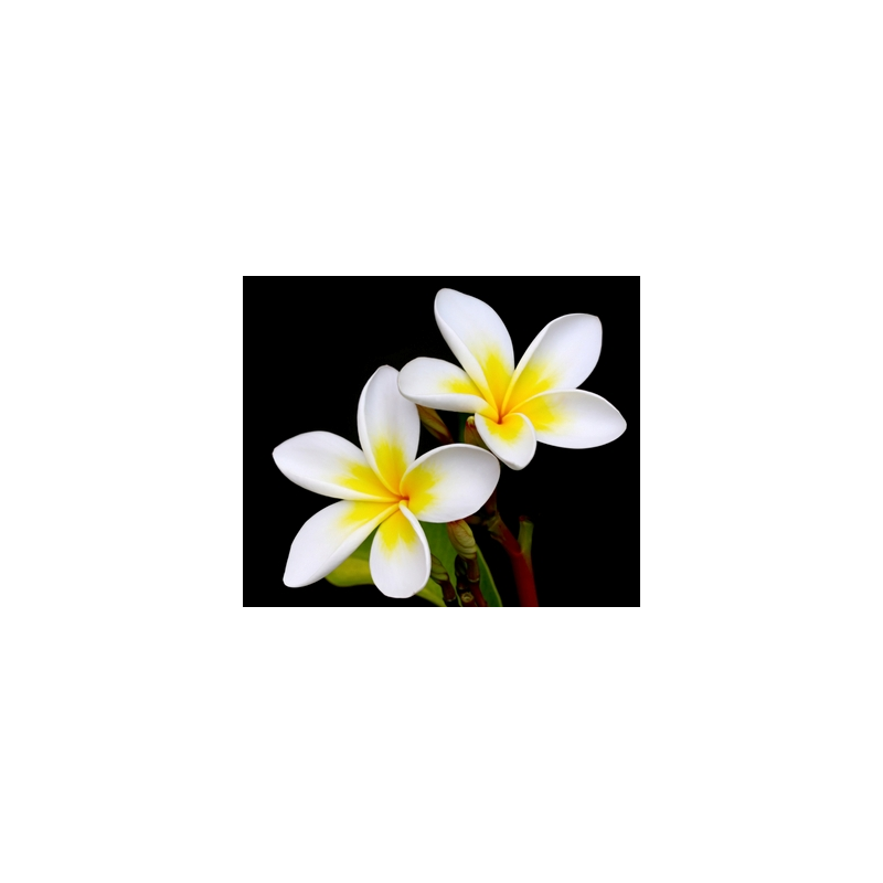 Frangipani Fragrance Oil ( Size A - 1/4 ounce)