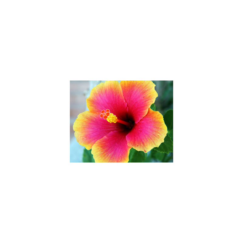 Hibiscus Fragrance Oil ( Size A - 1/4 ounce)