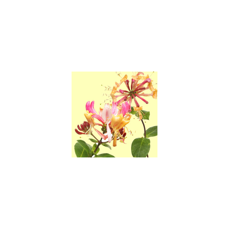 Honeysuckle Fragrance Oil ( Size A - 1/4 ounce)