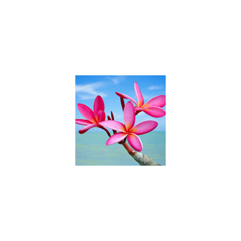Plumeria Fragrance Oil ( Size A - 1/4 ounce)