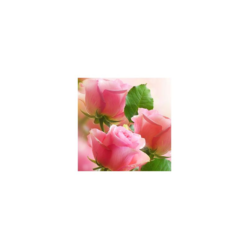 Rose Garden Fragrance Oil ( Size A - 1/4 ounce)