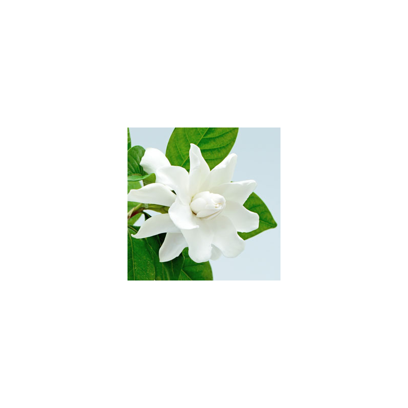 Southern Gardenia Fragrance Oil ( Size A - 1/4 ounce)