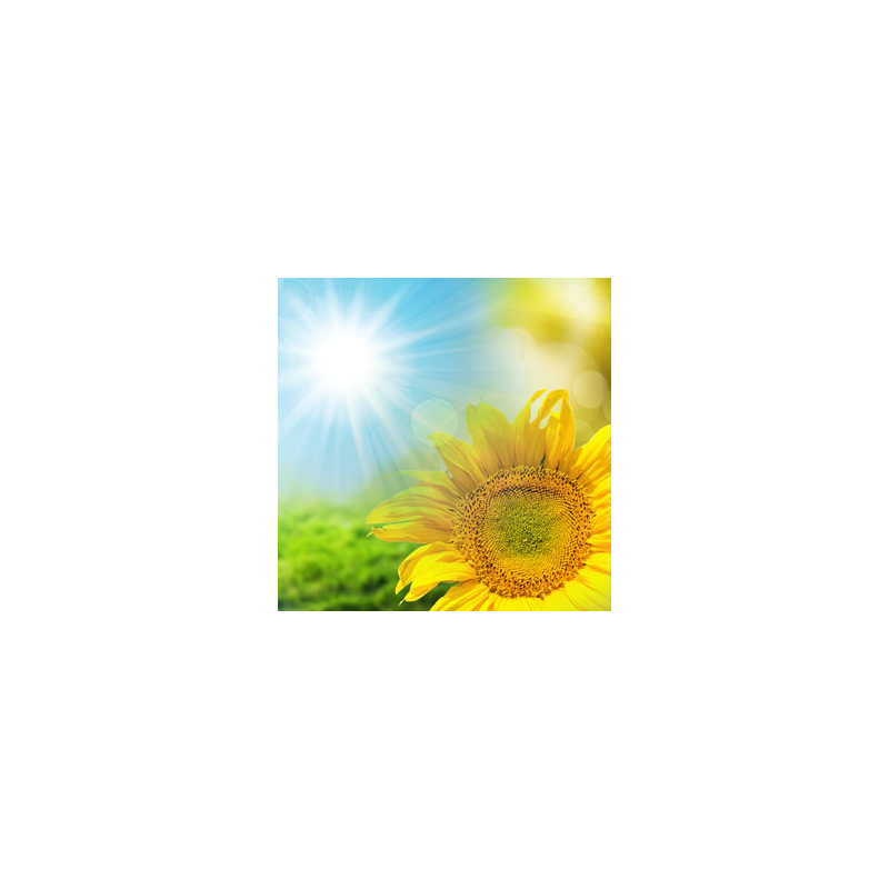 Sunflower Fragrance Oil ( Size A - 1/4 ounce)