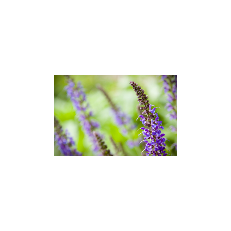 Clary Sage Essential Oil