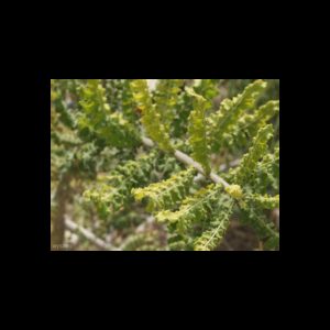 Frankincense Essential Oil