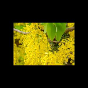 Cassia Essential Oil