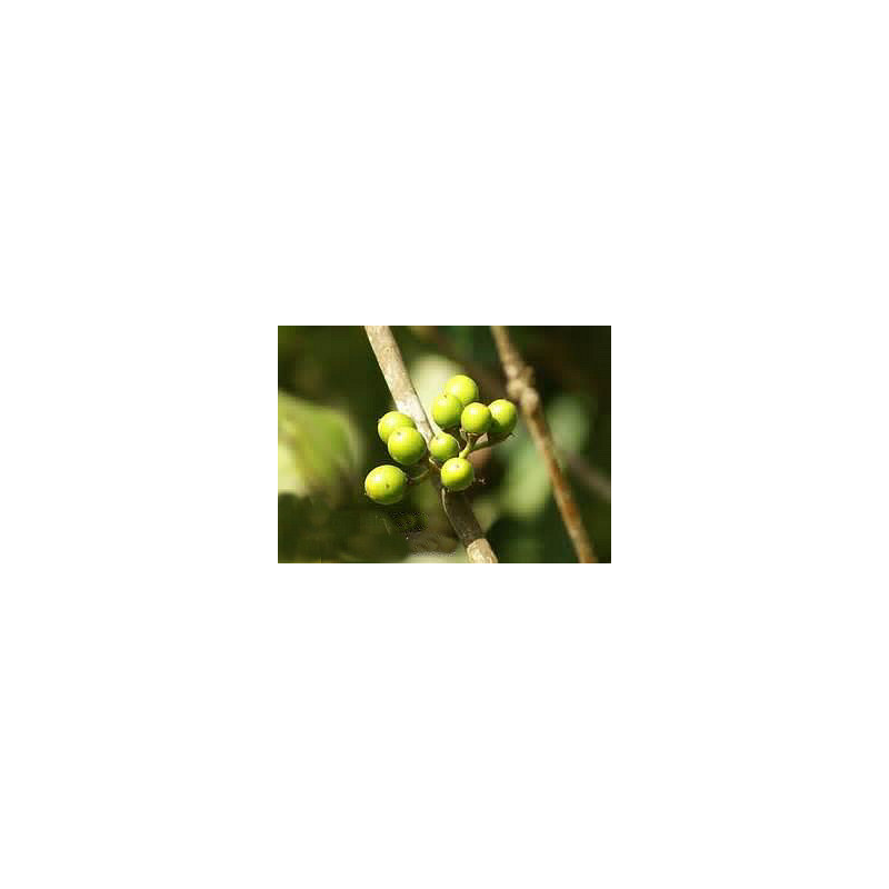 Litsea Lemon Essential Oil