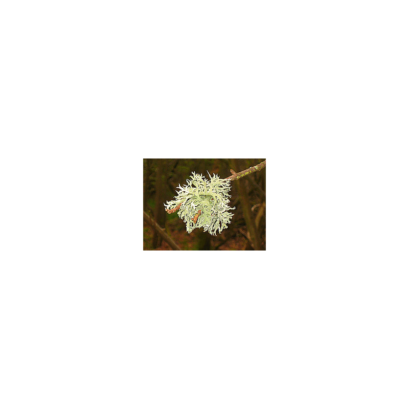 Oakmoss Essential Oil