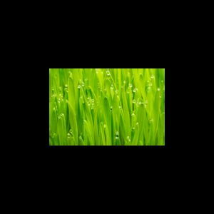 Palmarosa Essential Oil