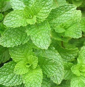 Spearmint Essential Oil