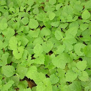 Patchouli Essential Oil