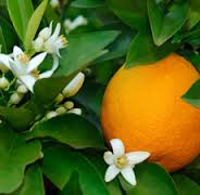 Pettigrain Essential Oil