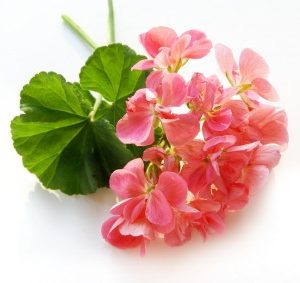 Rose Geranium Essential Oil