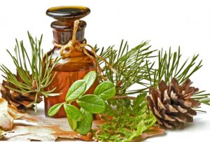 Pine Needle Essential Oil