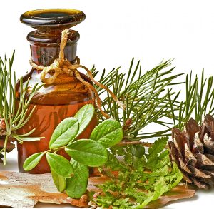 Pine Needle Essential Oil