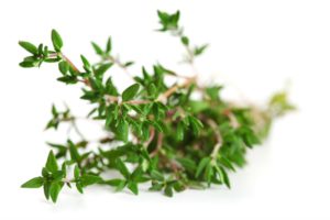 Red Thyme Essential Oil