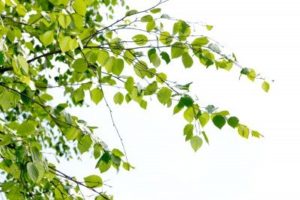 Sweet Birch Essential Oil