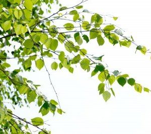 Sweet Birch Essential Oil