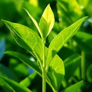 Tea Tree Essential Oil