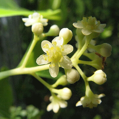 White Camphor Essential Oil