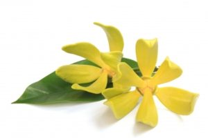 Ylang Ylang Essential Oil