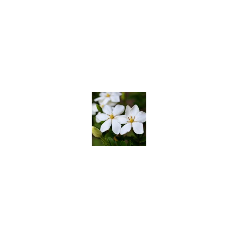 Jasmine Ginger Spice Fragrance Oil