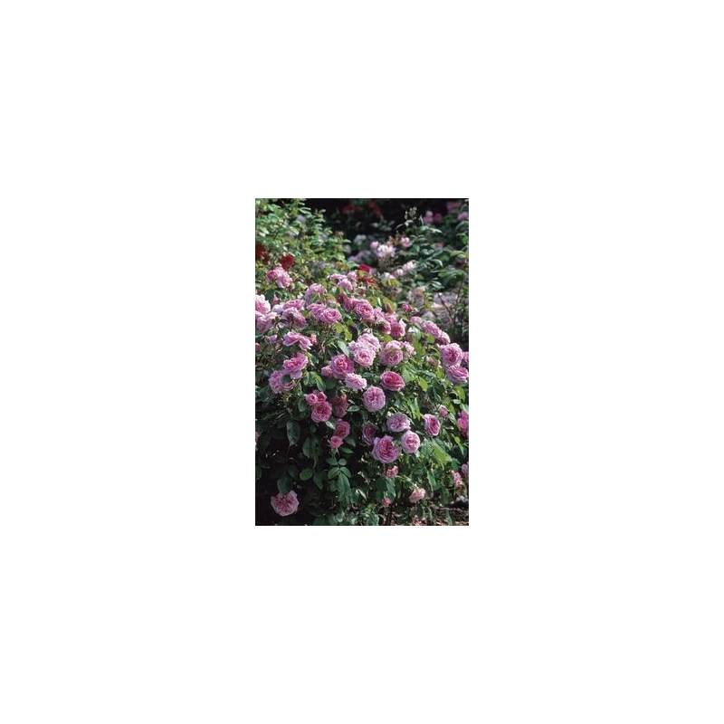 Victorian Gardens Fragrance Oil