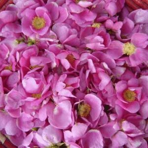 Wilde Rose Fragrance Oil