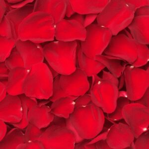 Rose Petals