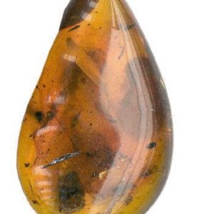 Amber Fragrance Oil