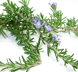 Rosemary Oil Extract