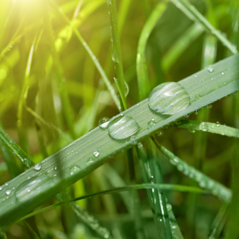 Sweet Grass Fragrance Oil
