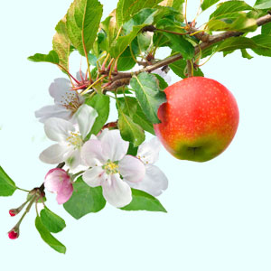 Apple Blossom Fragrance Oil ( Size A - 1/4 ounce)