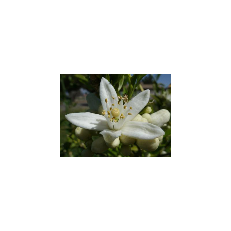 Orange Blossom Water
