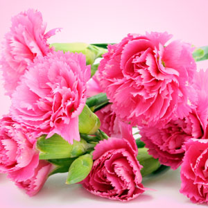 Carnation Fragrance Oil ( Size B - 1 ounce)