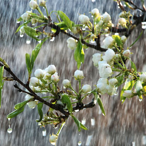 China Rain Fragrance Oil ( Size A - 1/4 ounce)