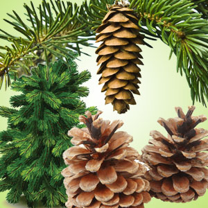 Christmas Pine Fragrance Oil ( Size A - 1/4 ounce)